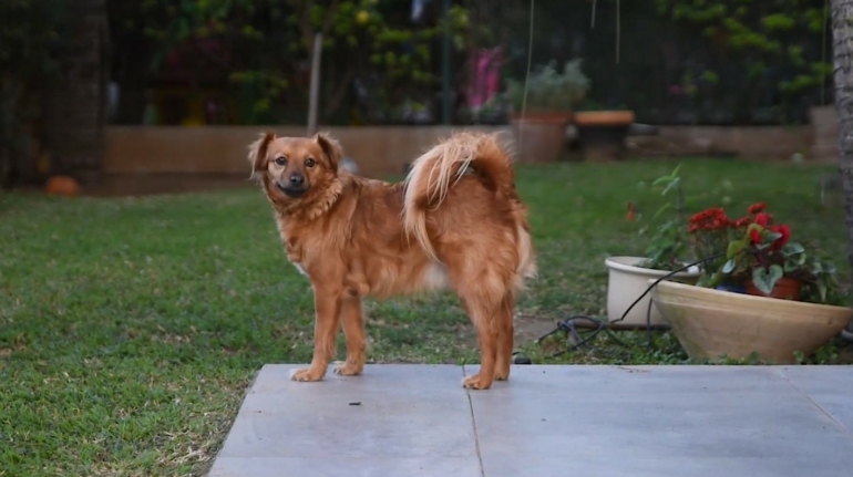 Dog on patio