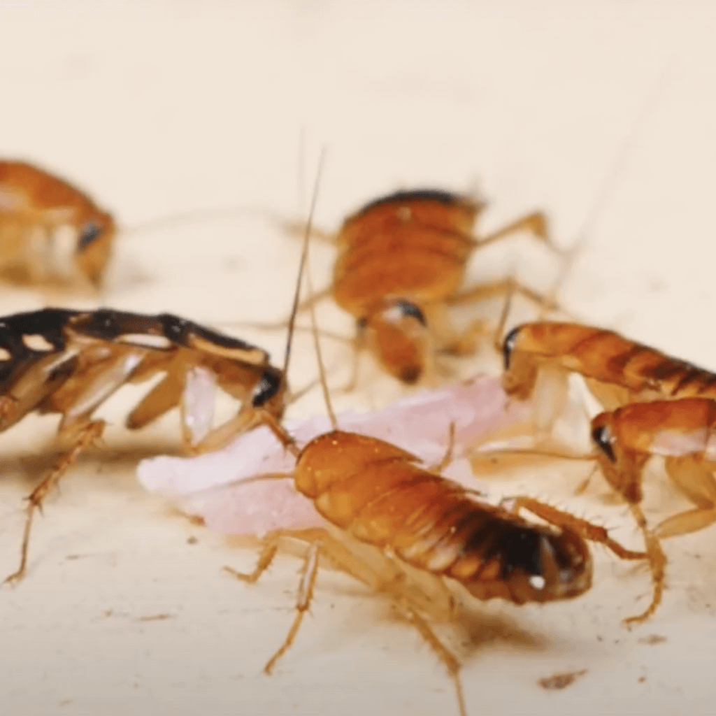 can-renters-refuse-pest-control-in-their-apartment-housereal