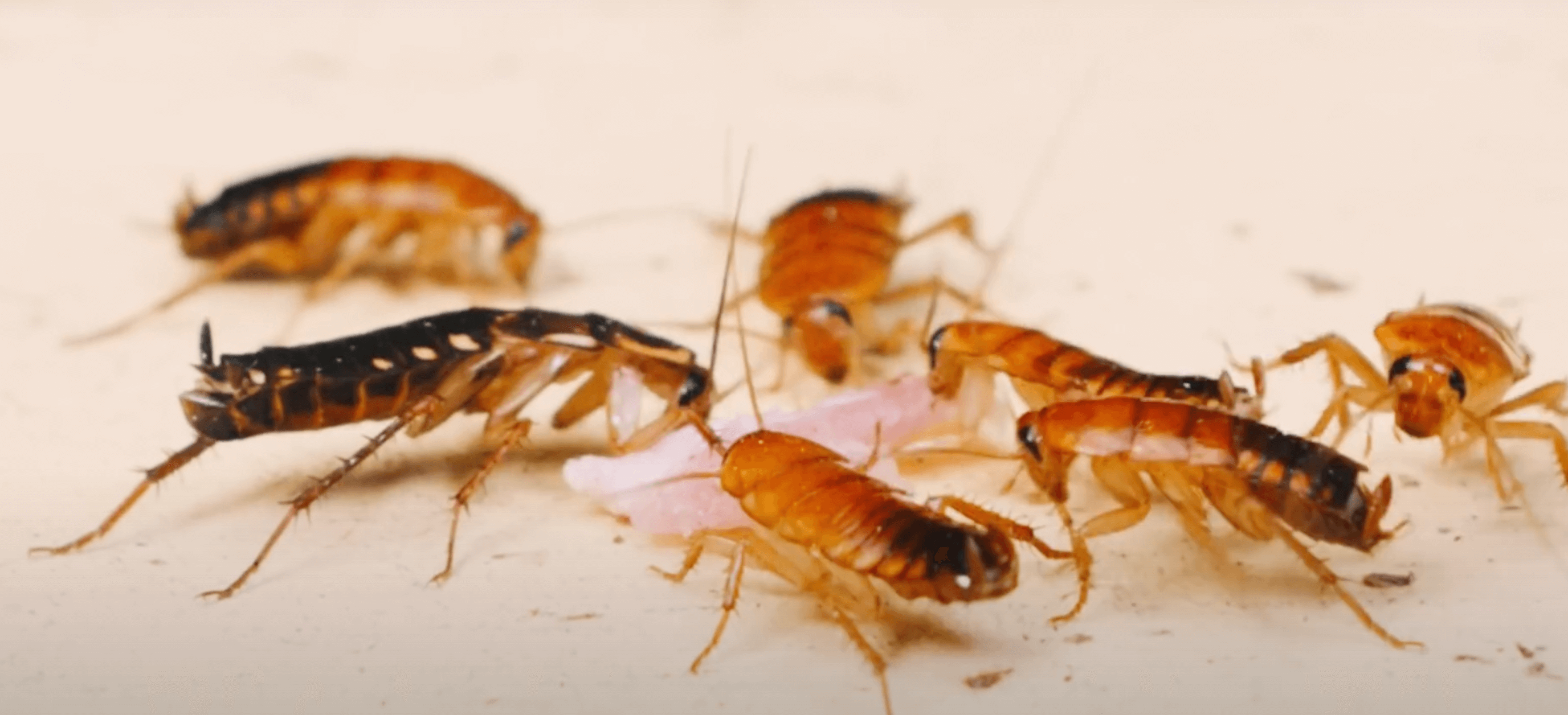 can-renters-refuse-pest-control-in-their-apartment-housereal