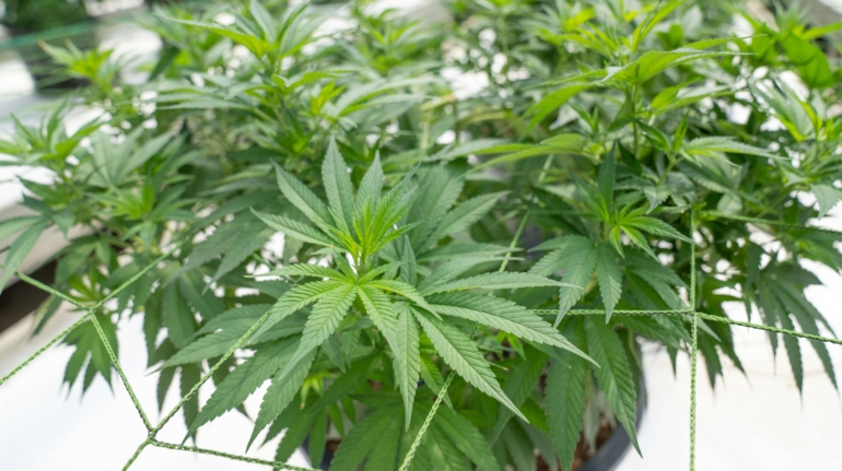 crystalweed-cannabis-oIeR-23P5mw-unsplash (1)